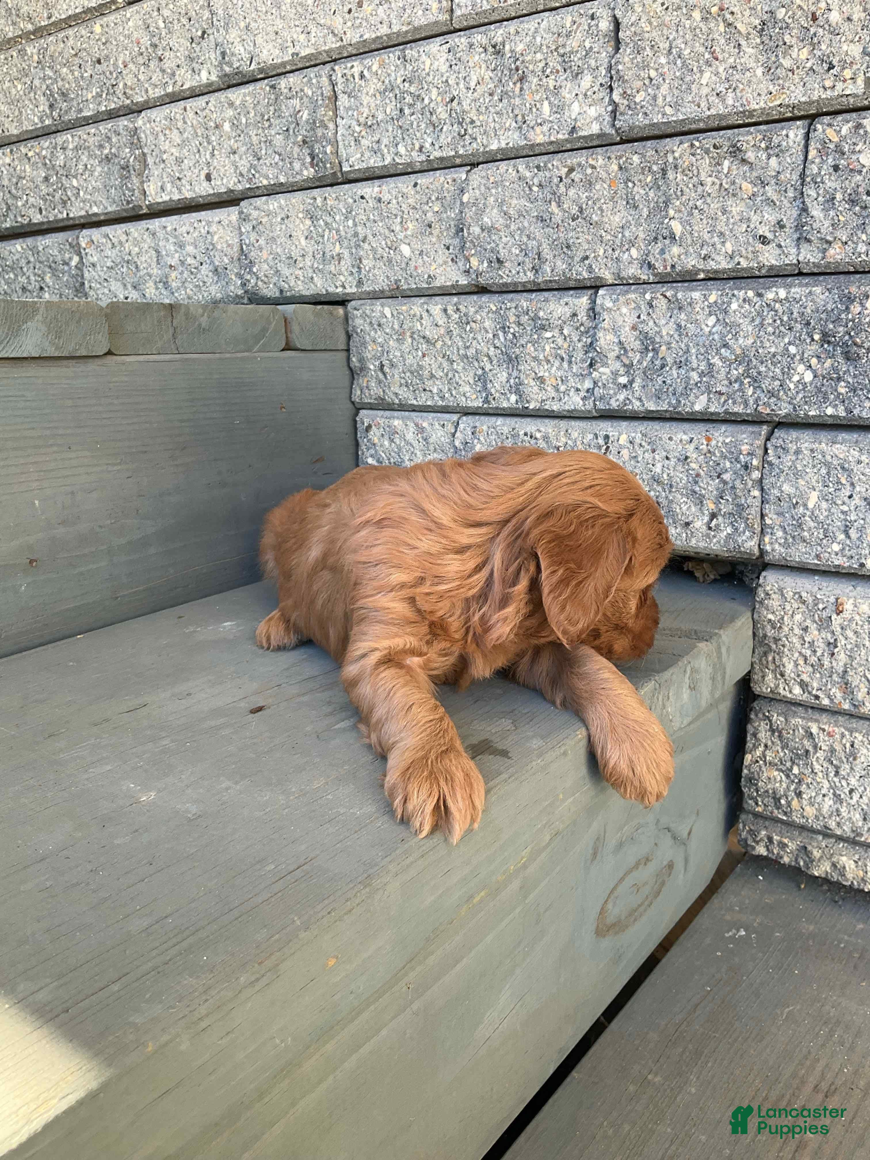Mini Goldendoodle dogs Blossom - Ad 4