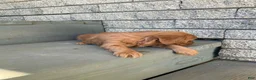 Mini Goldendoodle dogs for sale: Blossom - Ad 1