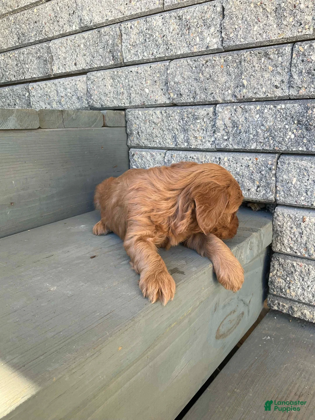 Mini Goldendoodle dogs for sale: Blossom - Ad 1