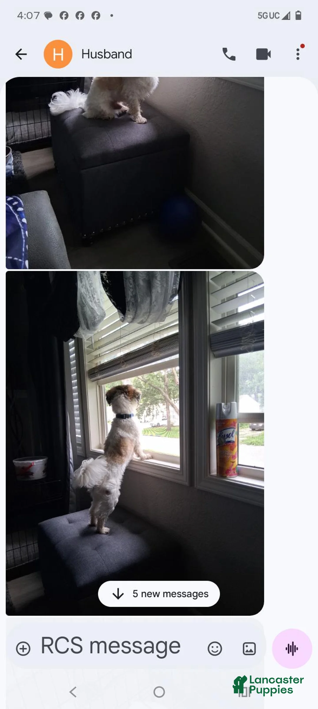 Shih Tzu dogs for sale: Shih Tzu 1 - Ad 2