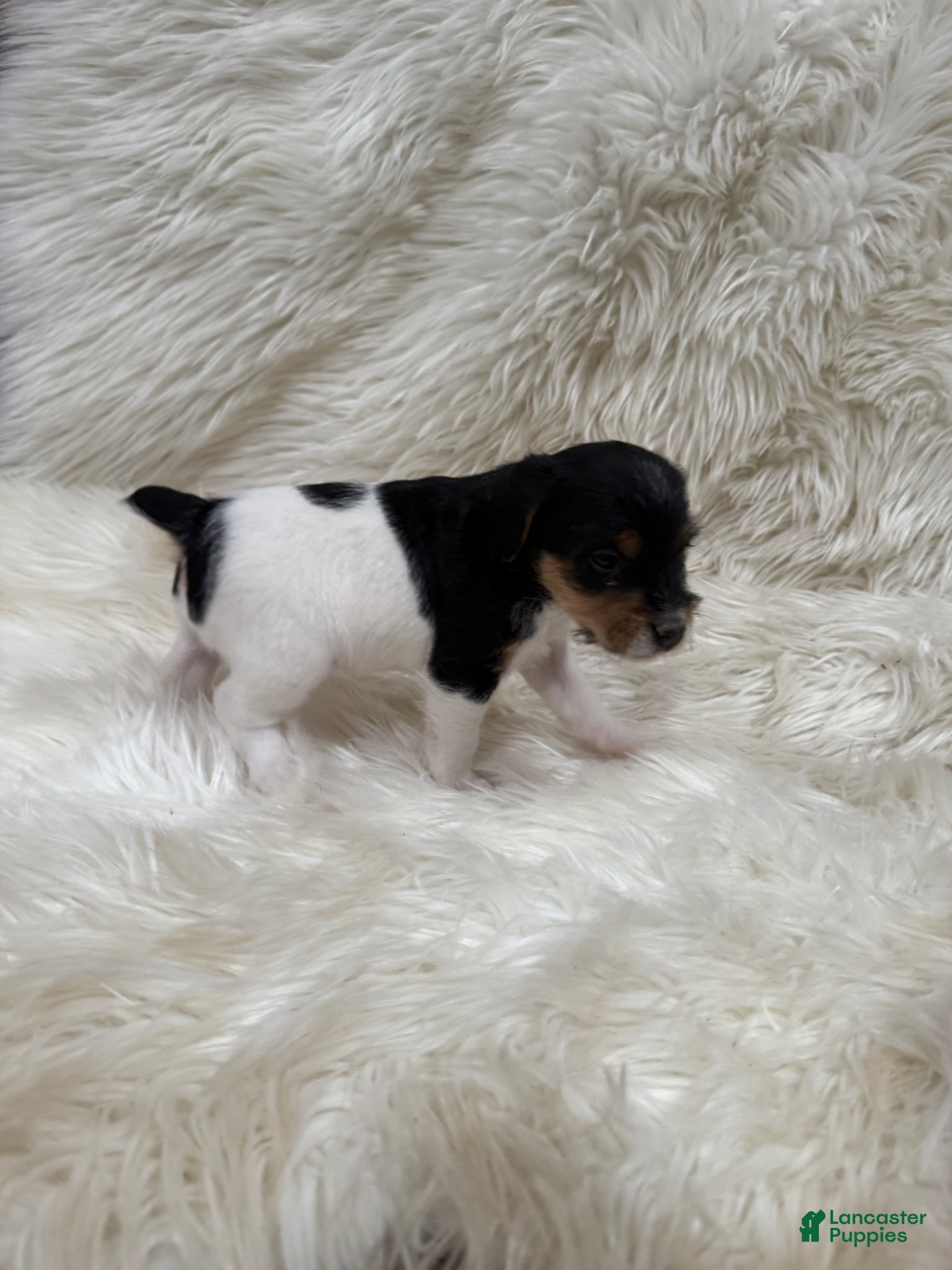 Jack Russell Terrier dogs Jrtca Sawyer - Ad 2