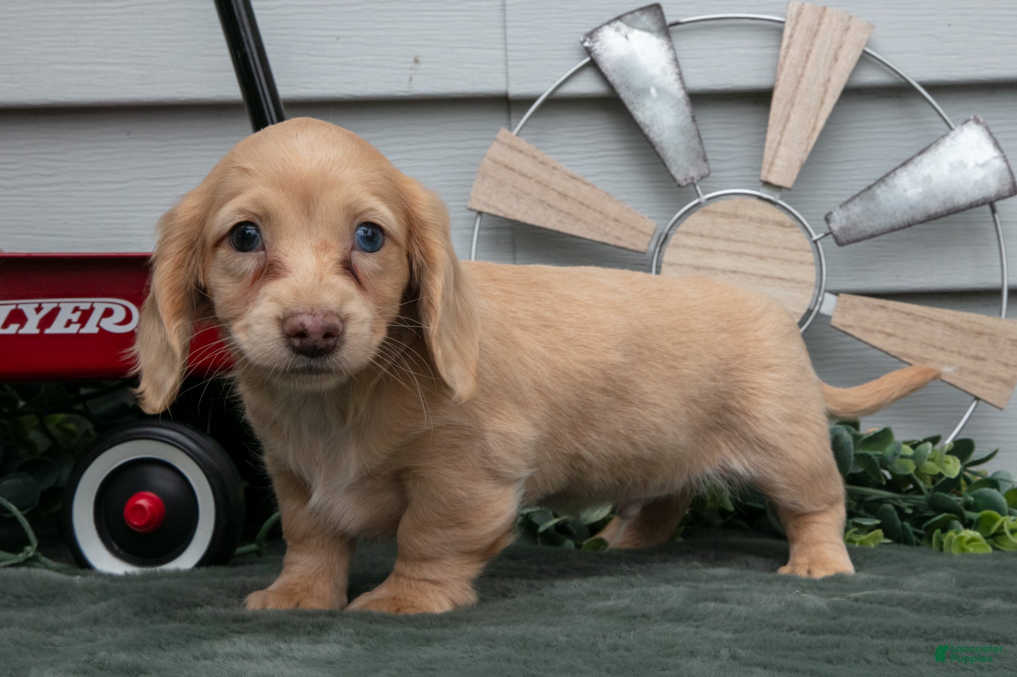 Miniature Dachshund dogs Cotton - Ad 2