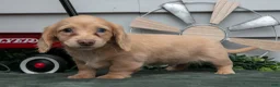 Miniature Dachshund dogs for sale: Cotton - Ad 2