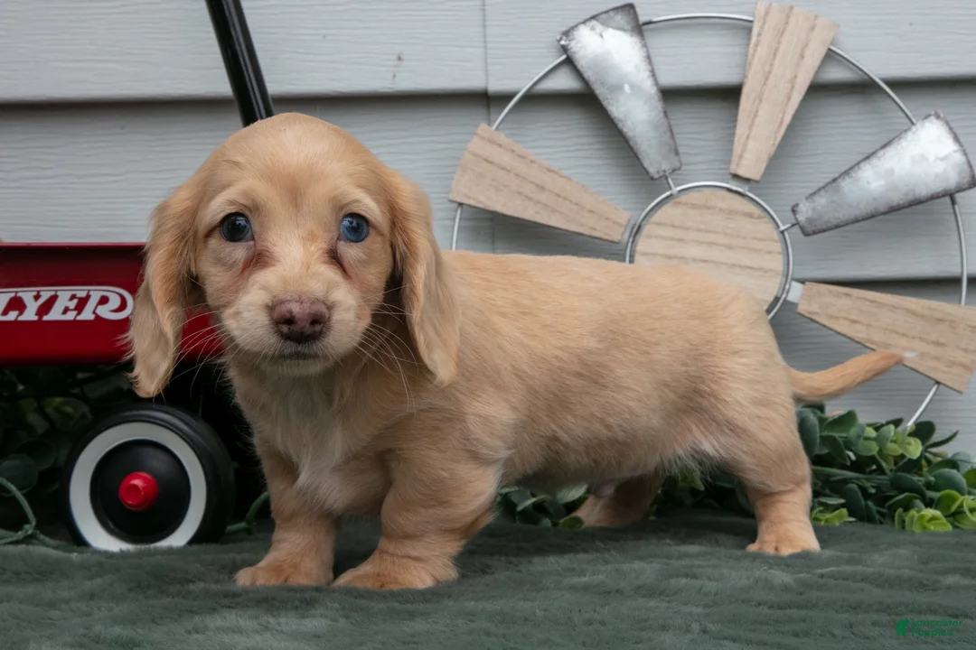 Miniature Dachshund dogs for sale: Cotton - Ad 2