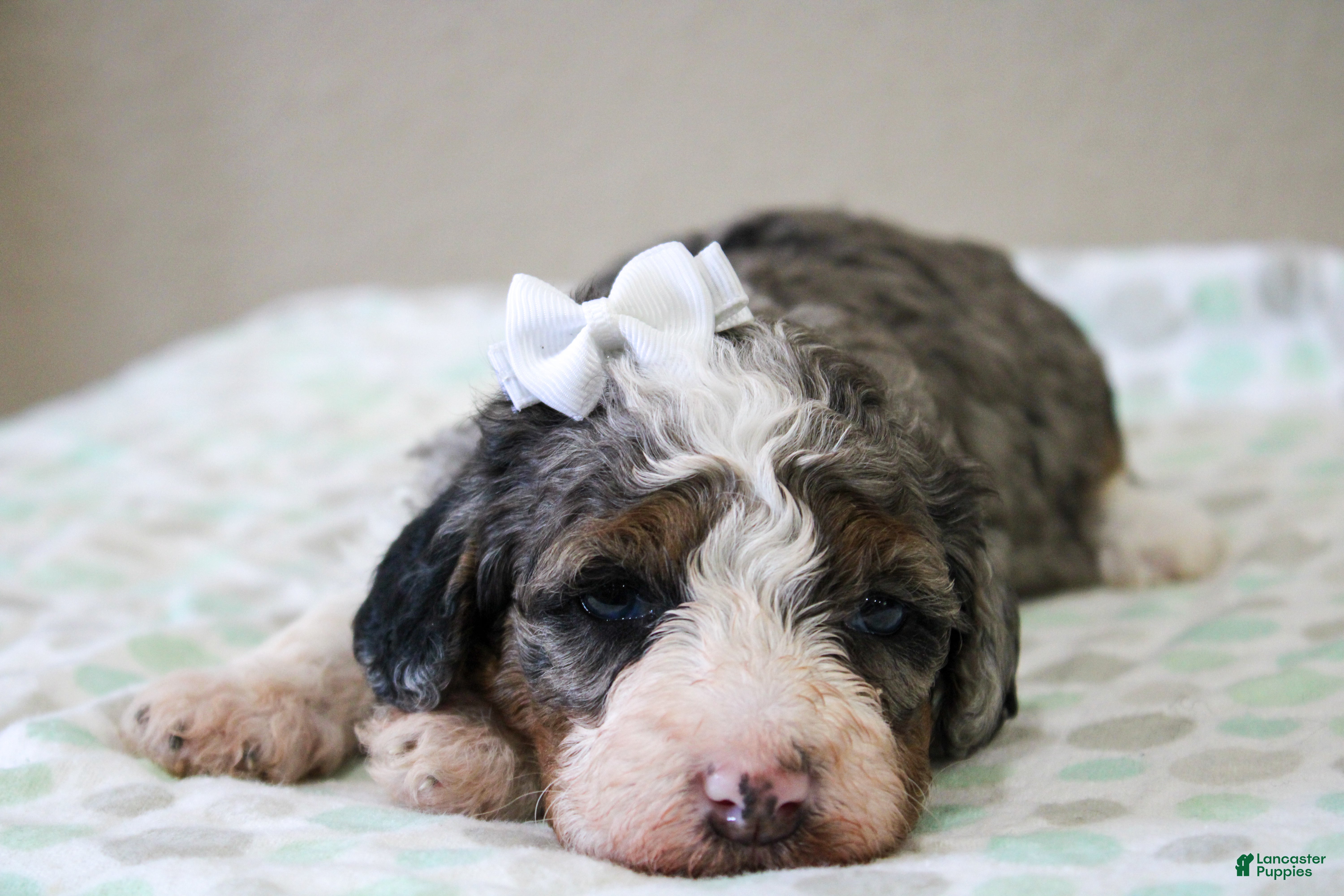 Mini Bernedoodle dogs Sunny  - Ad 2