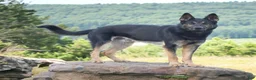 German Shepherd dogs for sale: Holly - Ad 5