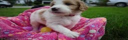 Goldendoodle dogs for sale: Miss Red - Ad 1