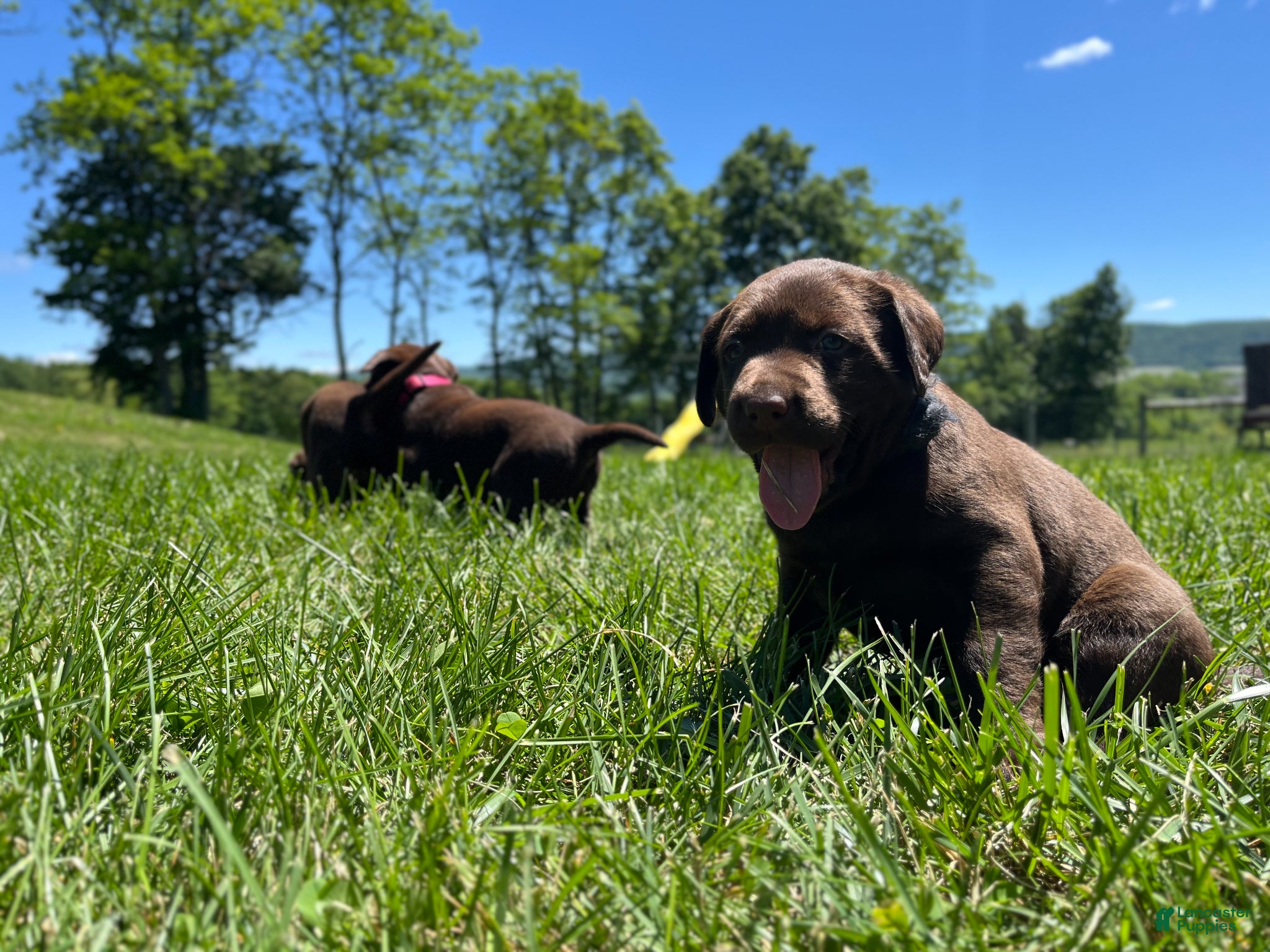 Labrador Retriever dogs for sale: Baylee - Ad 5