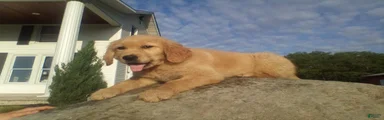 Golden Retriever 1 Bandit