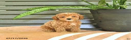 Miniature Poodle dogs for sale: Curtis - Ad 4
