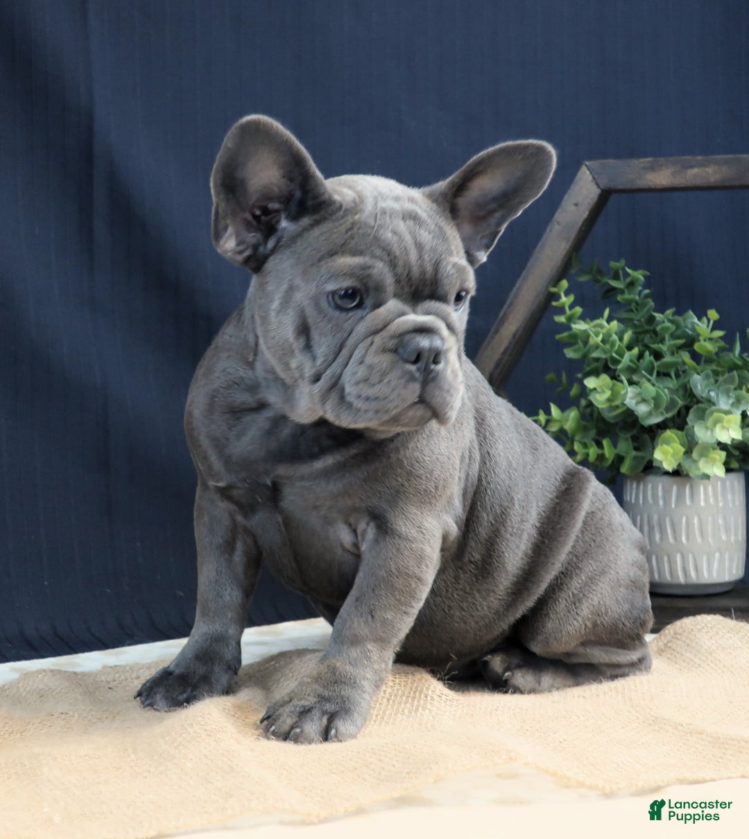 French Bulldog dogs for sale: Milli - Ad 2
