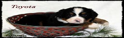 Bernese Mountain Dog dogs for sale: Toyota - Ad 1
