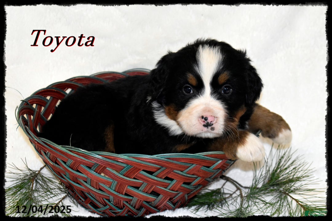 Bernese Mountain Dog dogs for sale: Toyota - Ad 1