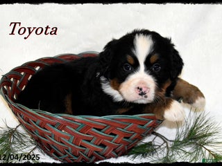 Bernese Mountain Dog dogs Toyota - Ad 16
