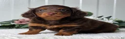 Miniature Dachshund dogs for sale: Rover - Ad 3