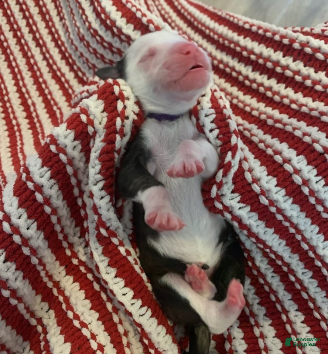 Old English Sheepdog dogs for stud: Old English Sheepdog  - Ad 4