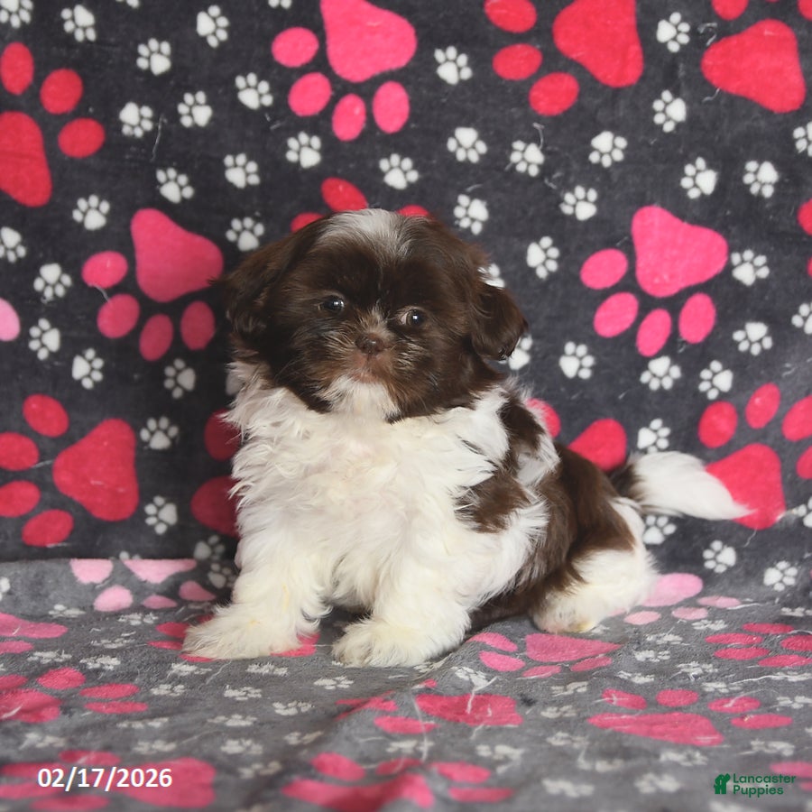 Shih Tzu dogs Tammy - Ad 2