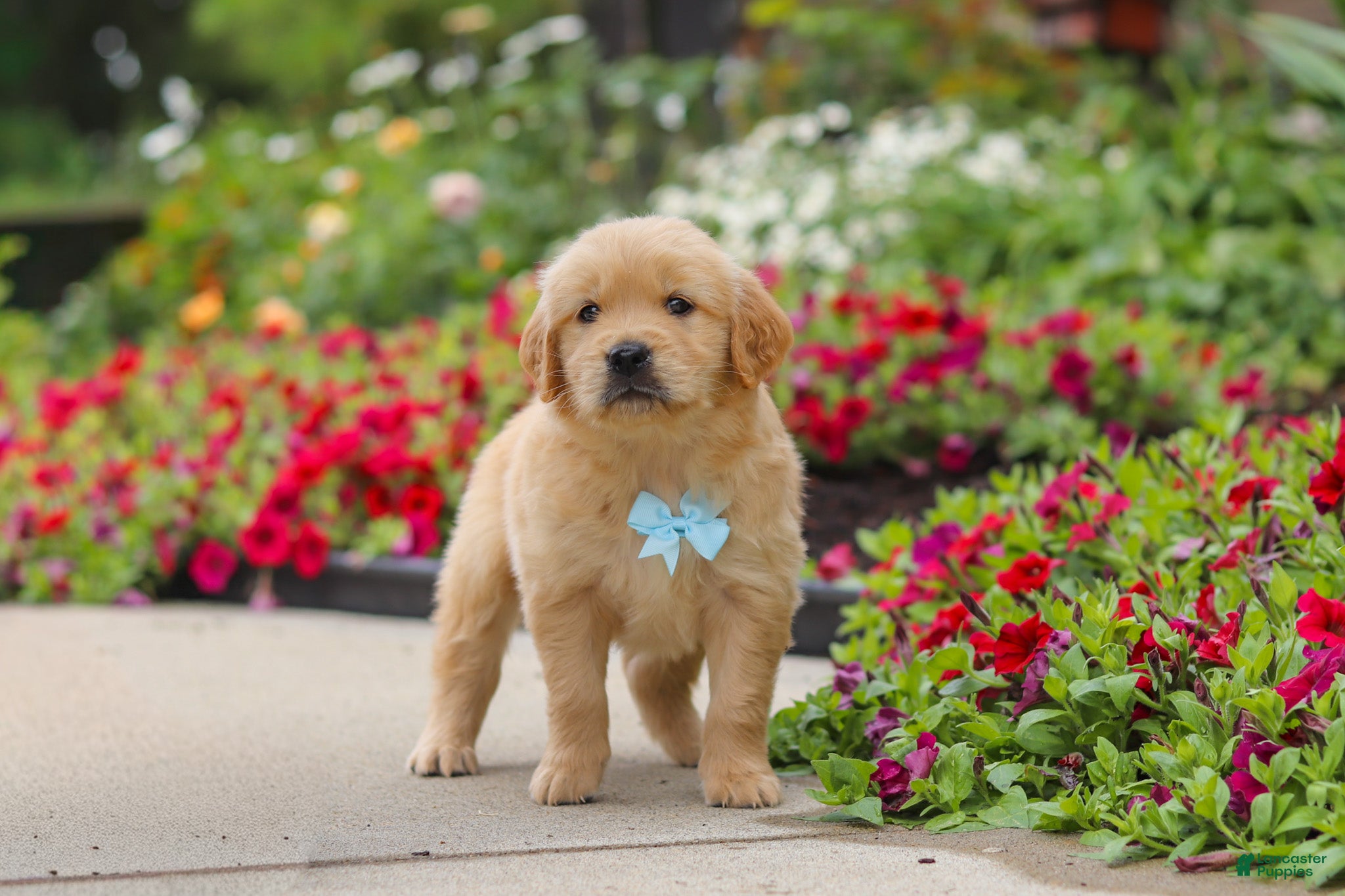 Golden Retriever dogs Banjo - Ad 1