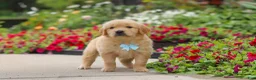 Golden Retriever dogs for sale: Banjo - Ad 1