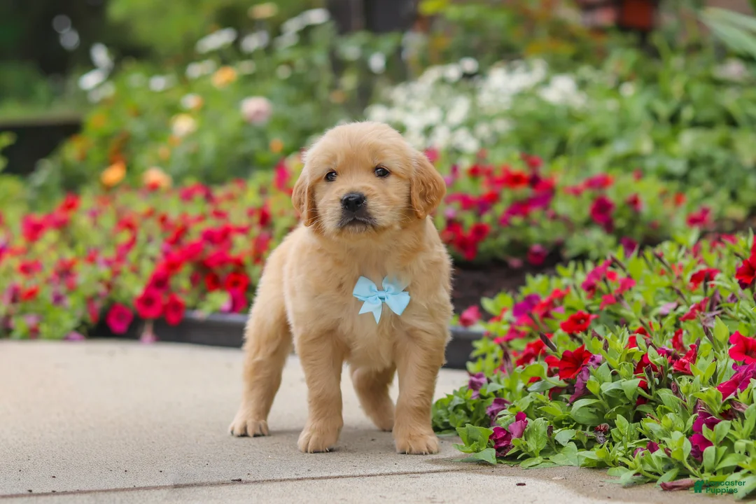 Golden Retriever dogs for sale: Banjo - Ad 1