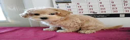 Maltipoo dogs for sale: Bertha - Ad 1