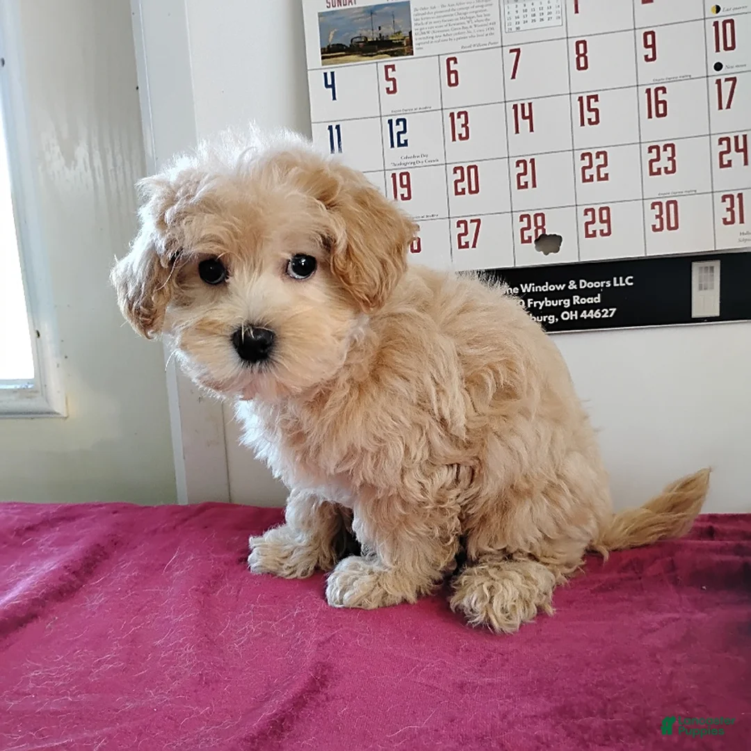 Maltipoo dogs for sale: Bertha - Ad 1