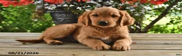 Golden Retriever dogs for sale: Ozzie - Ad 4