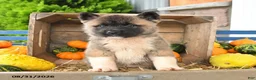 Akita dogs for sale: Naoki - Ad 4