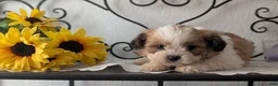 Teddy Bear dogs for sale: Grady - Ad 6