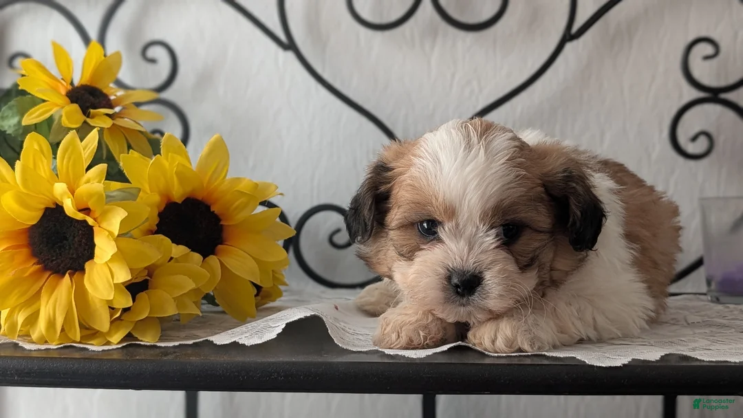 Teddy Bear dogs for sale: Grady - Ad 6