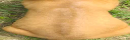 Rhodesian Ridgeback dogs for sale: Rhodesian Ridgeback 3 - Ad 2