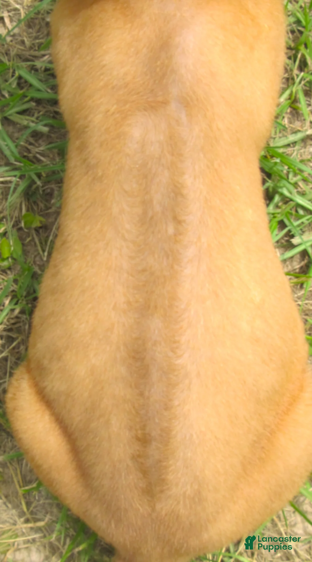 Rhodesian Ridgeback dogs for sale: Rhodesian Ridgeback 3 - Ad 2