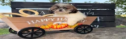 Shih Tzu dogs for sale: Queenie Shih Tzu  - Ad 7