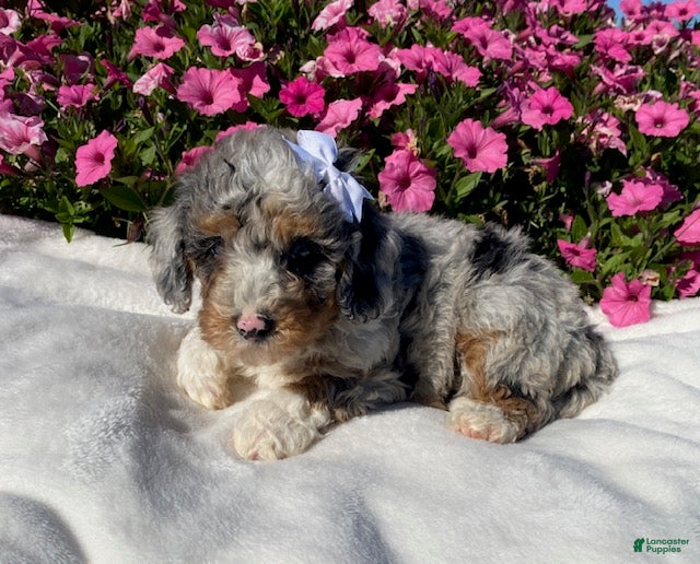 Mini Bernedoodle dogs for sale: Ruby - Ad 1