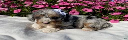 Mini Bernedoodle dogs for sale: Ruby - Ad 1