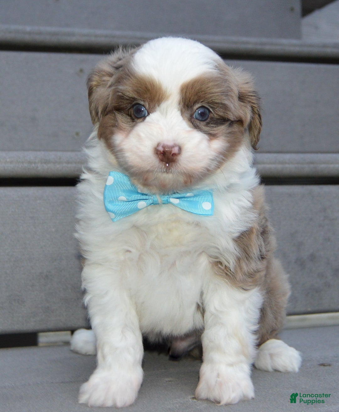 Mini Aussiedoodle dogs for sale: Toy Ace - Ad 5