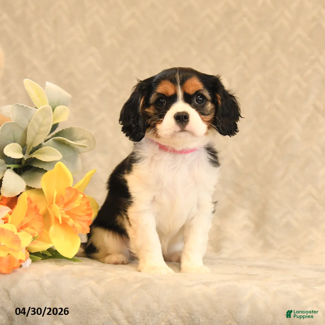 Cavalier King Charles Spaniel dogs for sale: Isabella - Ad 2