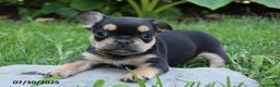 French Bulldog dogs for sale: Kay - Ad 6