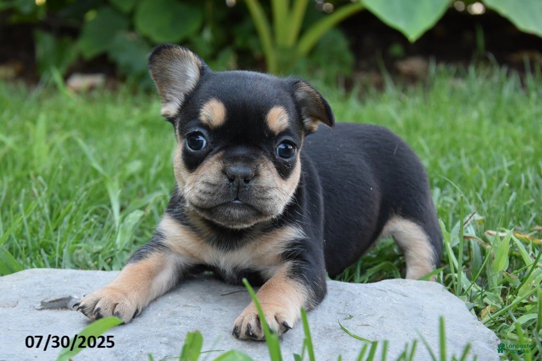 French Bulldog dogs for sale: Kay - Ad 6
