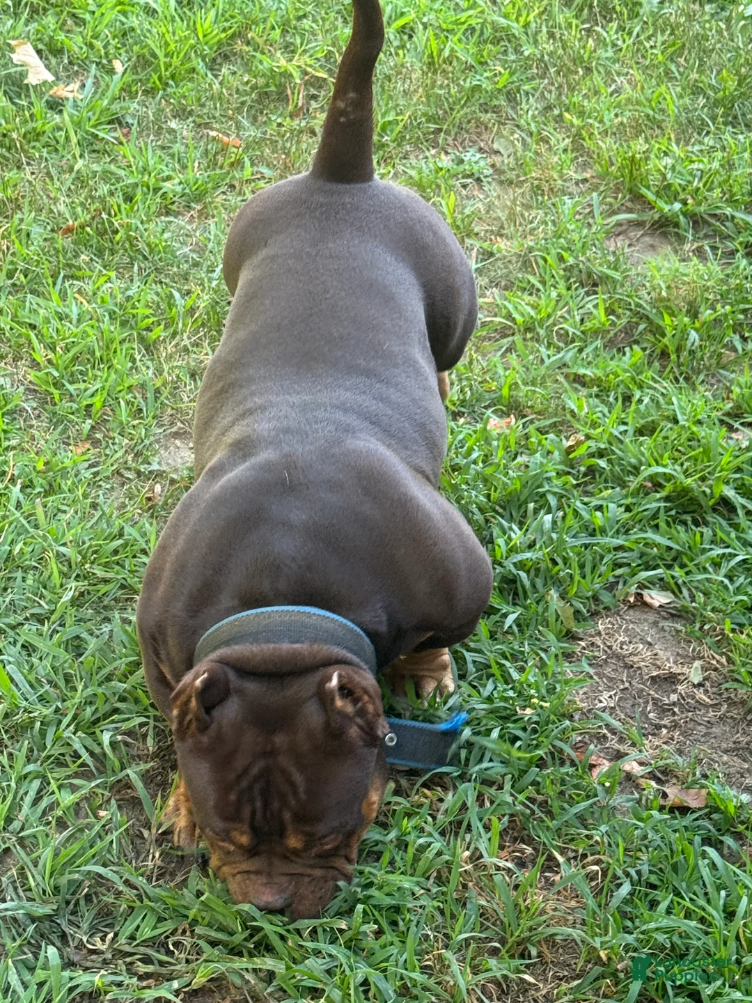 American Bully dogs for sale: American Bully Puppy 1 - Ad 6