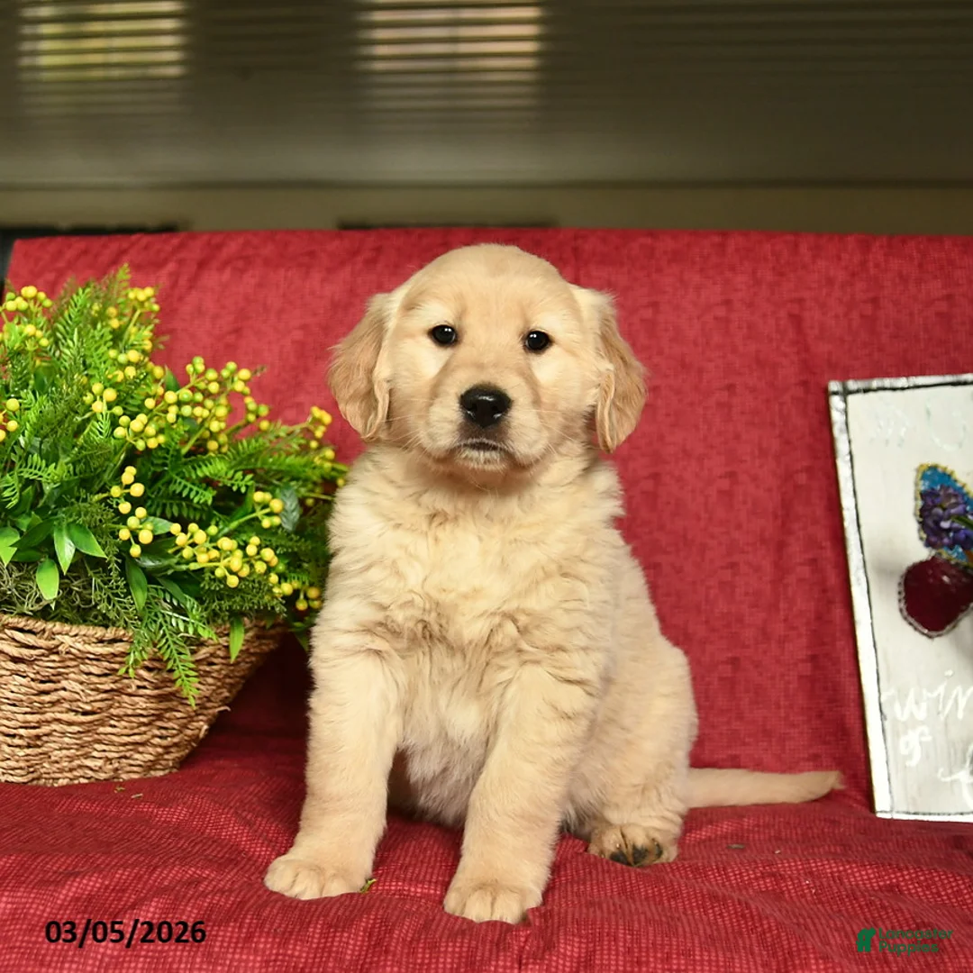 Golden Retriever dogs for sale: Pixie  - Ad 1