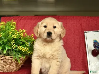 Golden Retriever dogs for sale: Pixie - Ad 3
