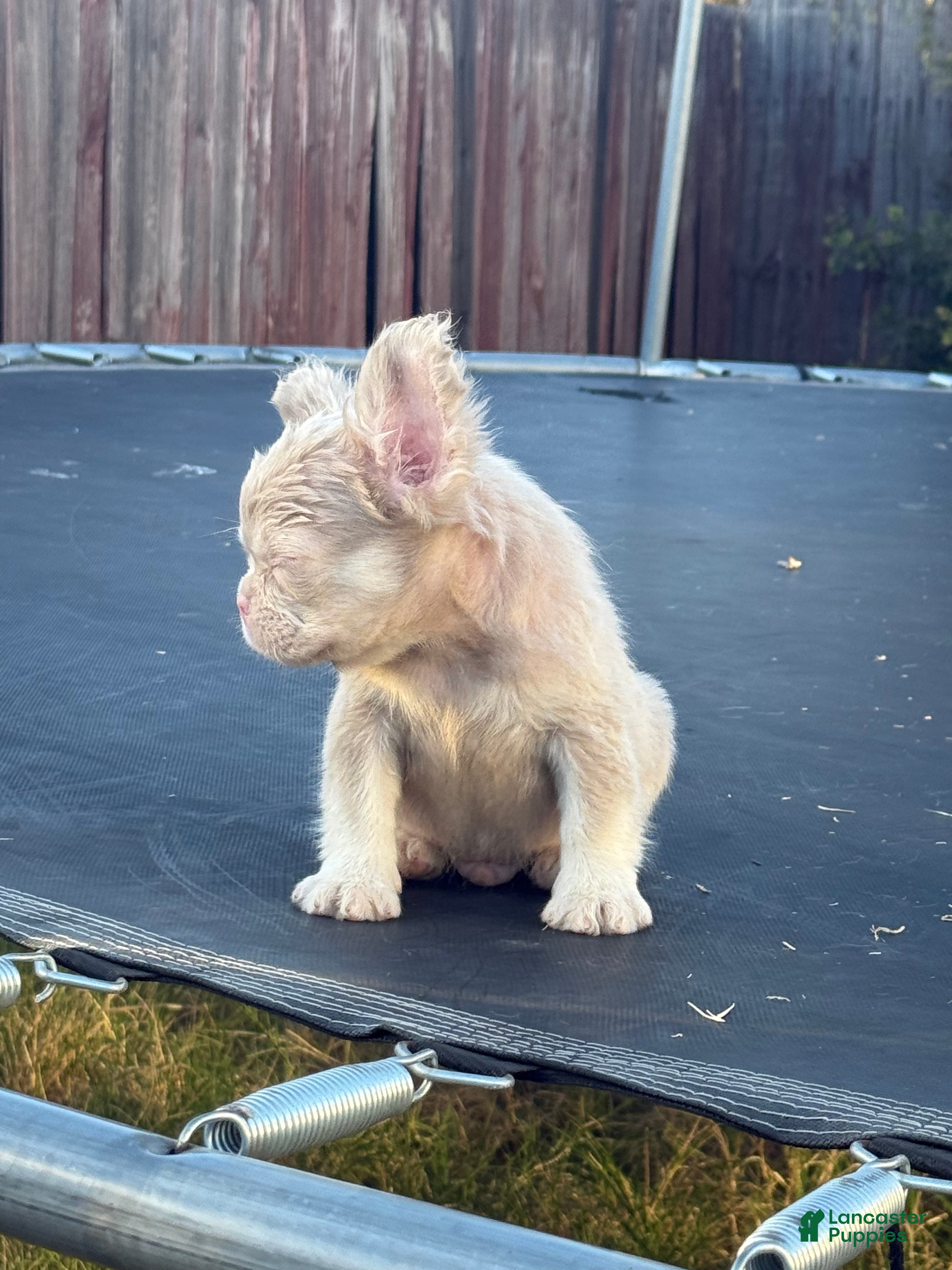 French Bulldog dogs Carlito  - Ad 2