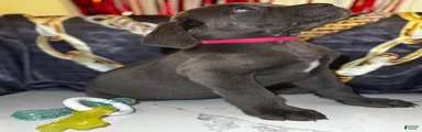Hera