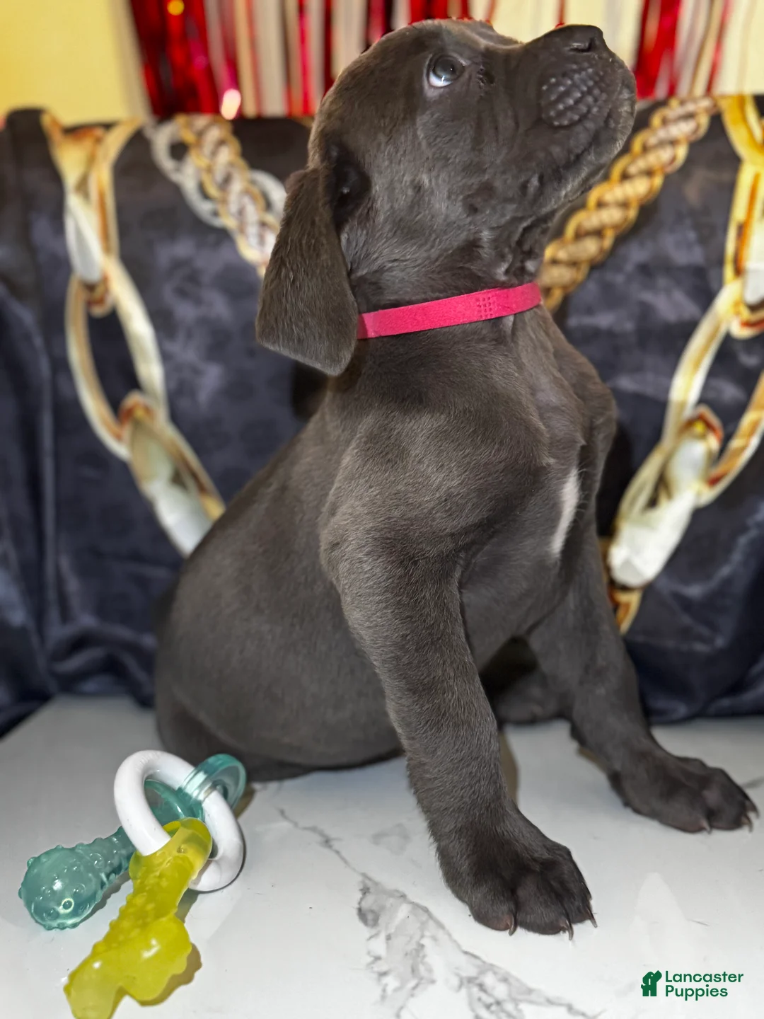 Cane Corso dogs for sale: Hera - Ad 1