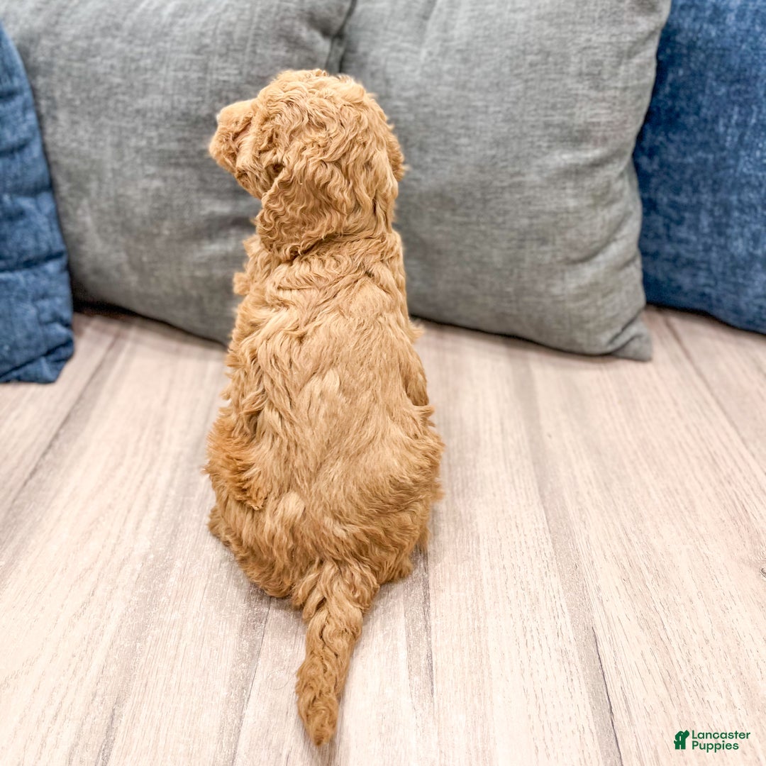 Goldendoodle dogs for sale: Betty - Ad 6