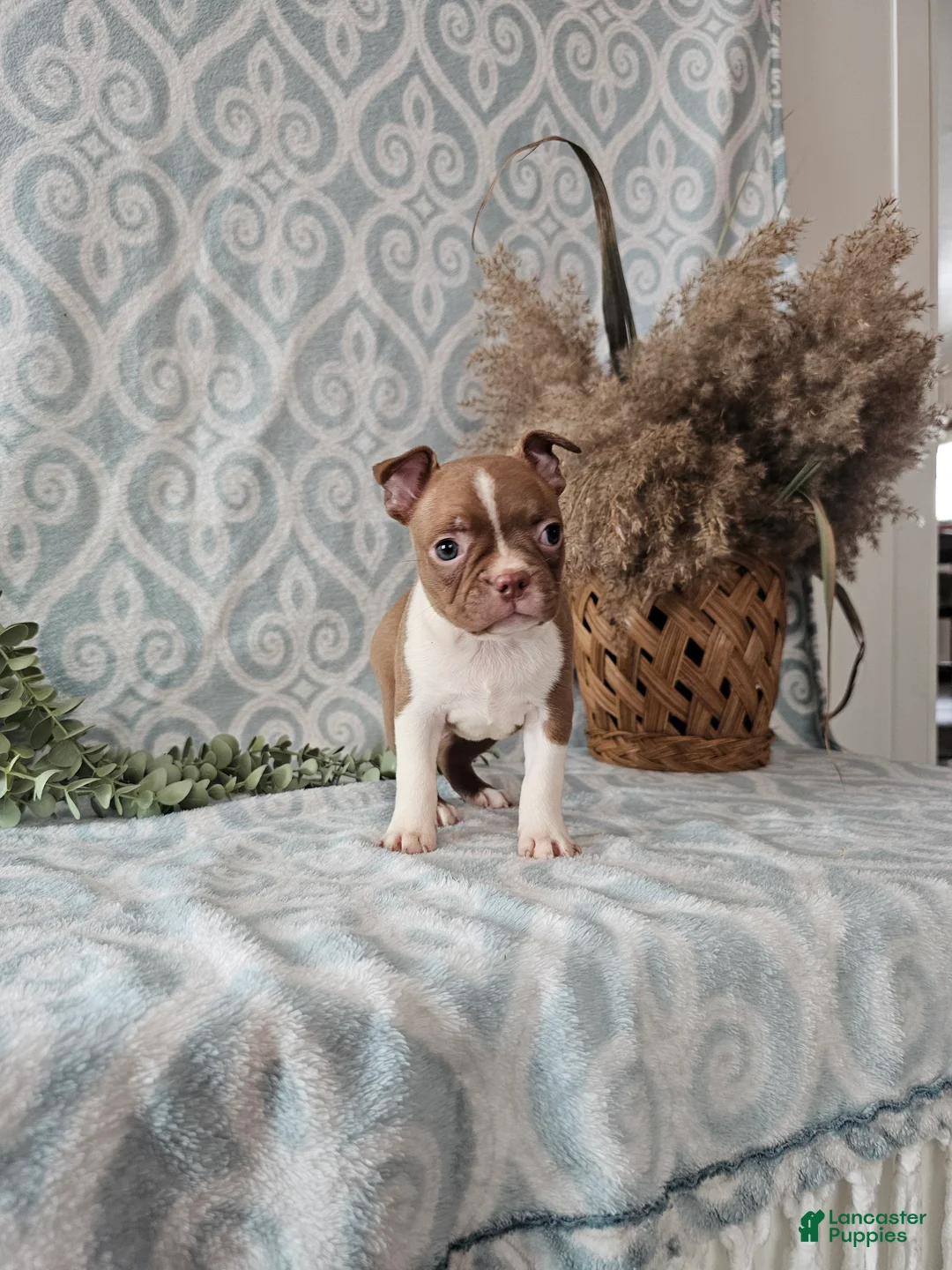 Boston Terrier dogs for sale: Roxy - Ad 9