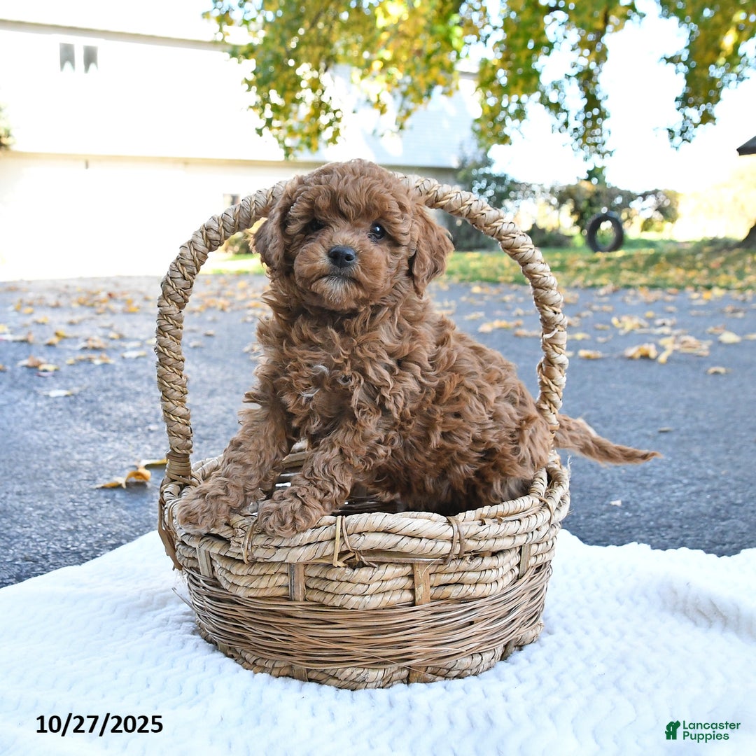 Cockapoo dogs for sale: Cherry - Ad 10