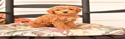 Miniature Poodle dogs for sale: Jenifer - Ad 1