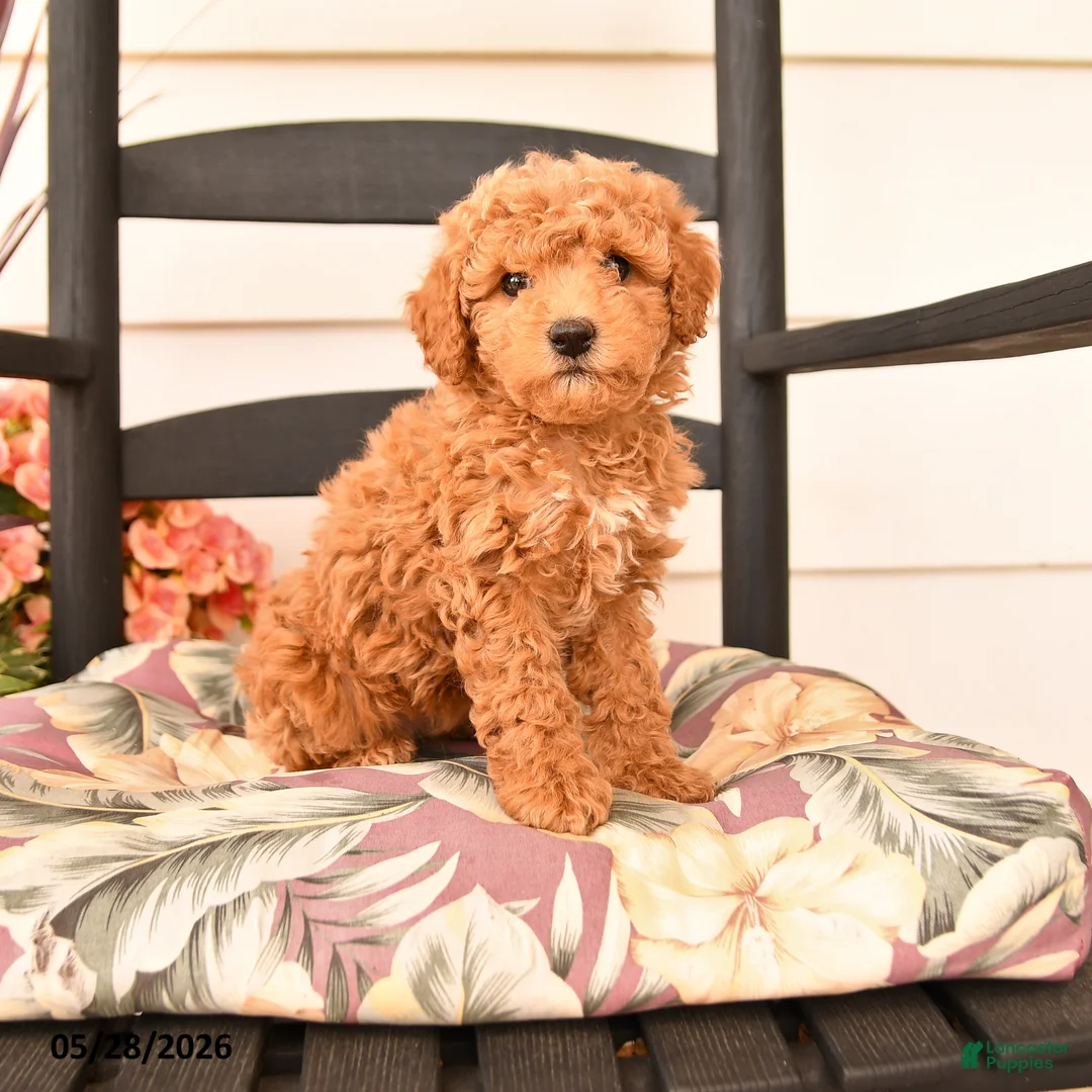 Miniature Poodle dogs for sale: Jenifer - Ad 1